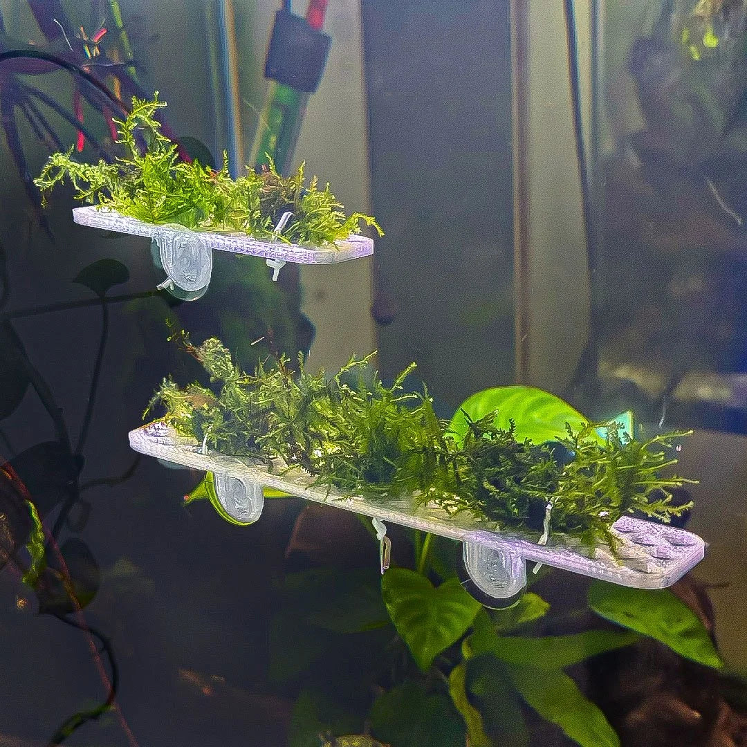 Live Moss Ledge Grow Platform