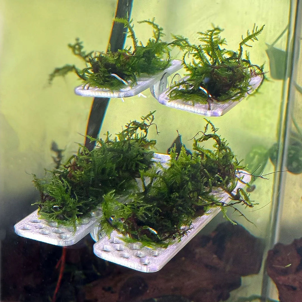 Live Moss Ledge Grow Platform