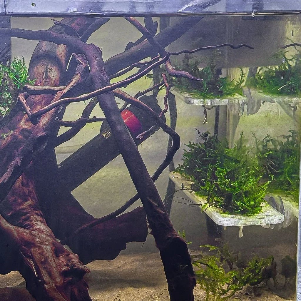 Live Moss Ledge Grow Platform