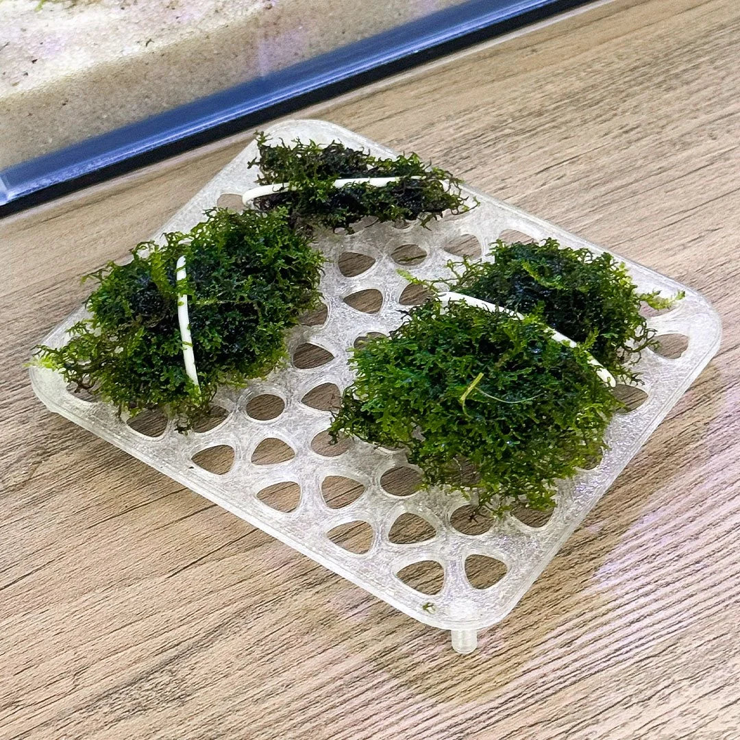 Live Moss Grow Table