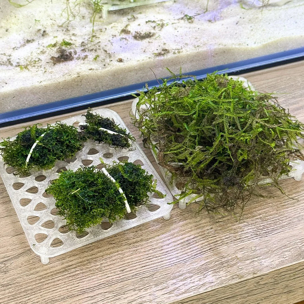 Live Moss Grow Table