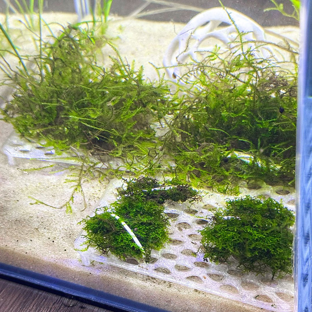 Live Moss Grow Table