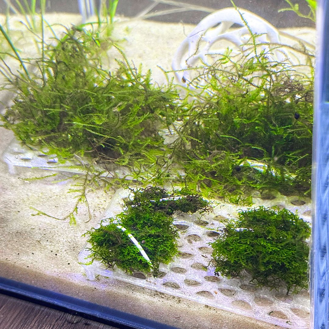 Live Moss Grow Table