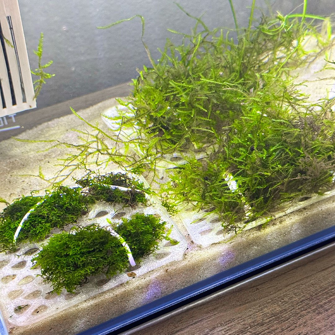 Live Moss Grow Table