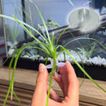 3ct Substrate Buddies - Aquatic Plant Plugs