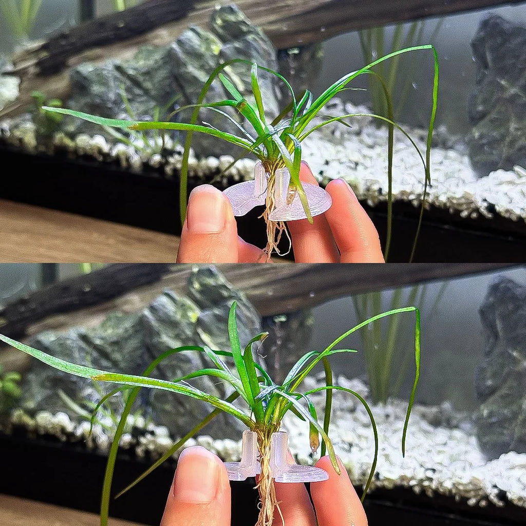 3ct Substrate Buddies - Aquatic Plant Plugs