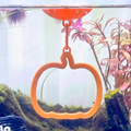 Floating Pumpkin Betta Swim Ring