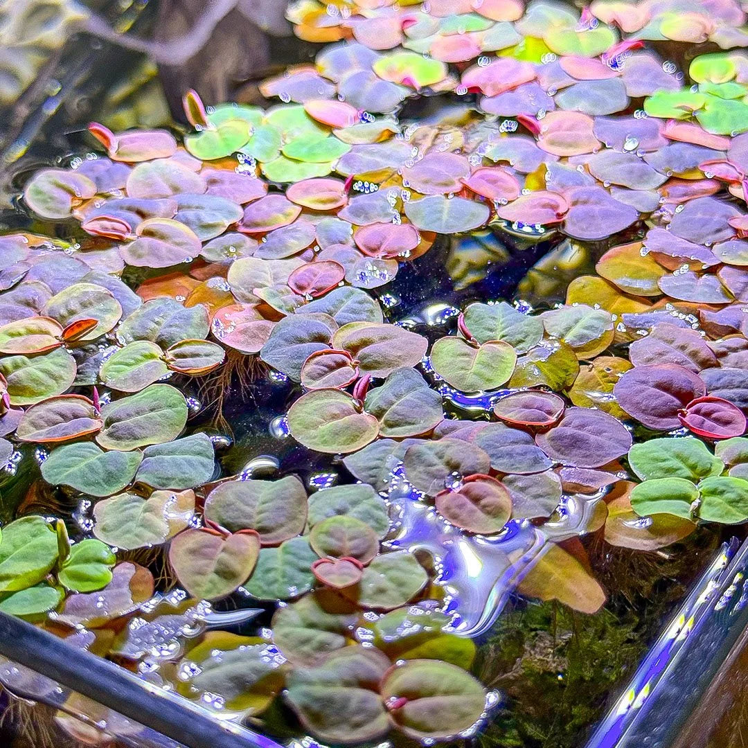 Red Root Floaters (phyllanthus fluitans)