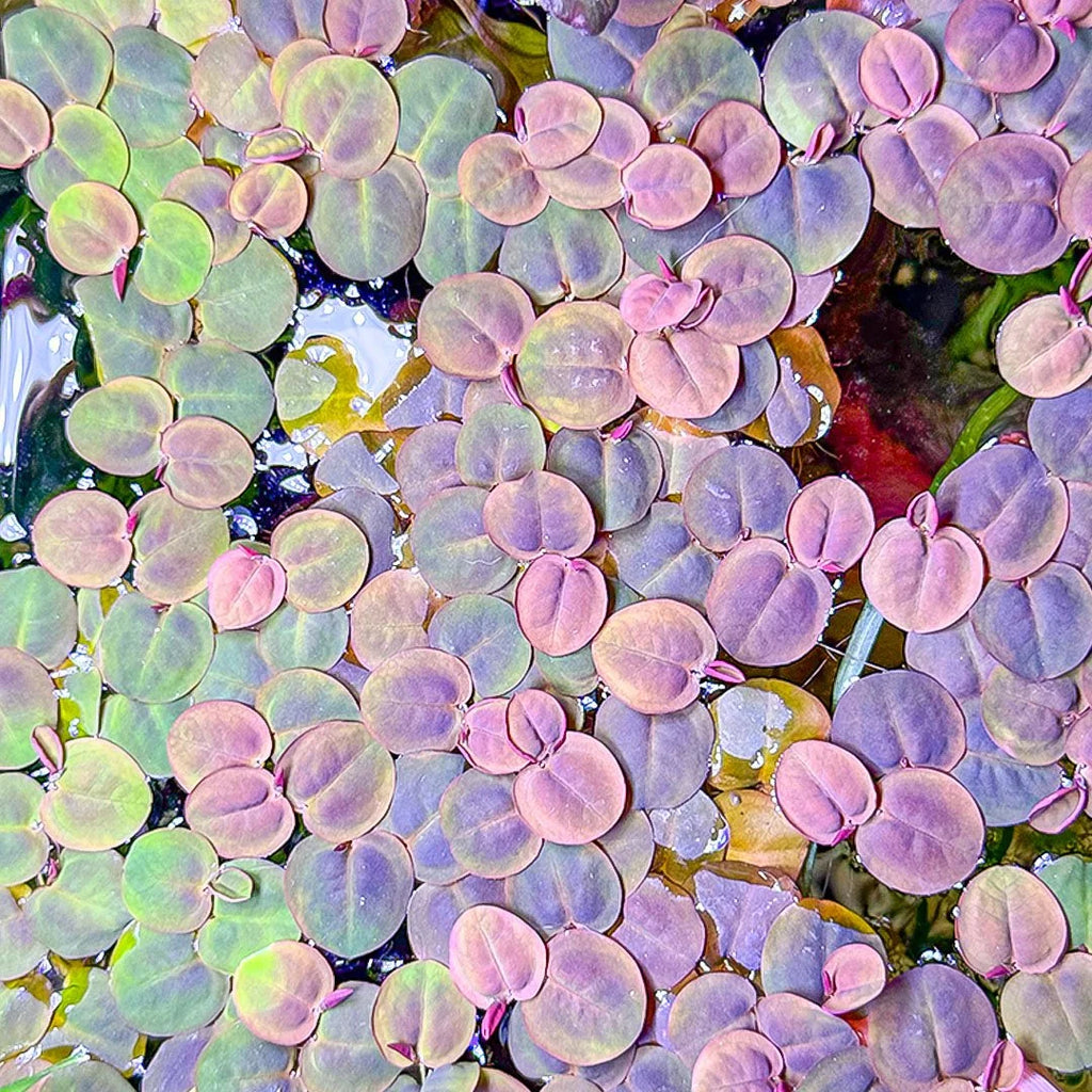 Red Root Floaters (phyllanthus fluitans)
