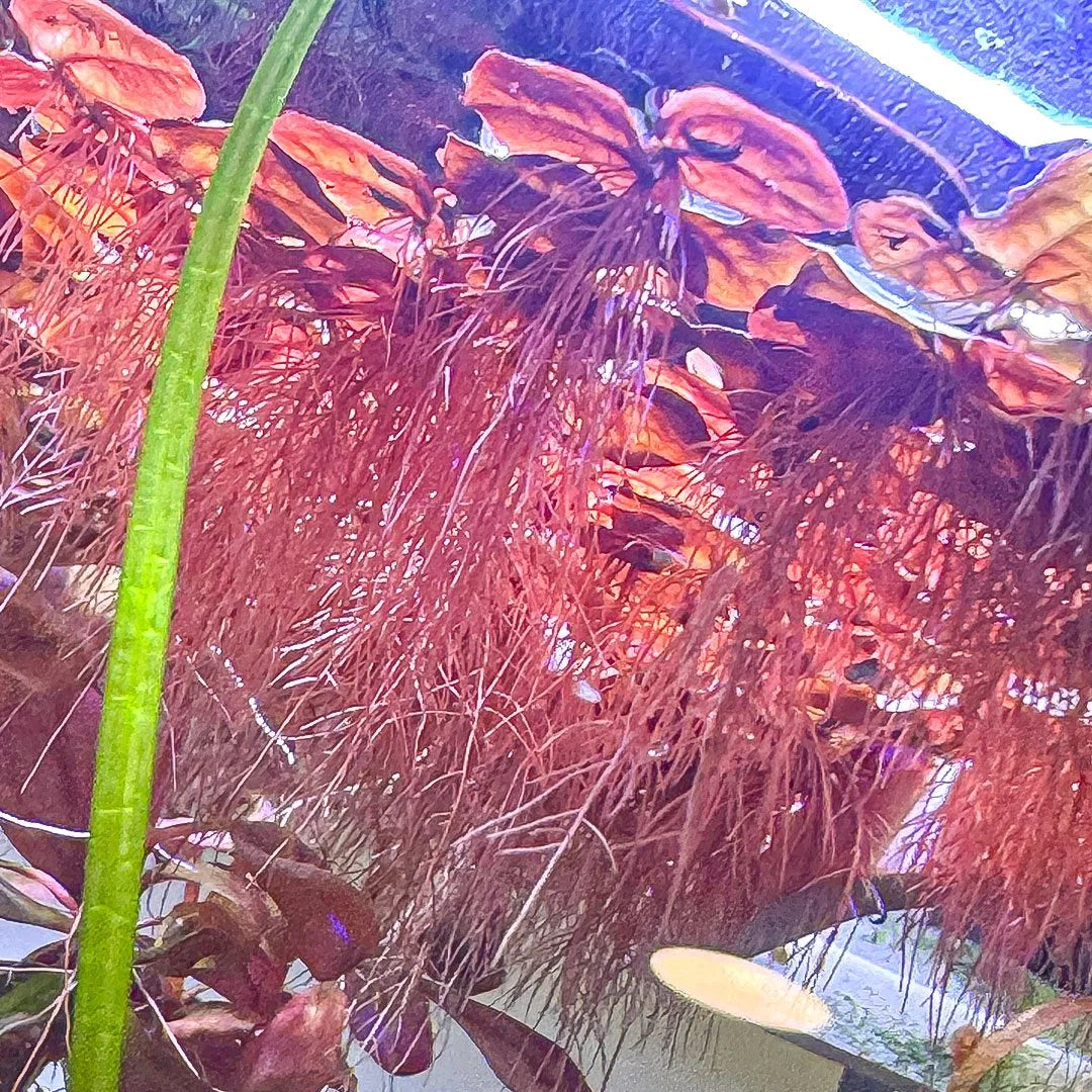 Red Root Floaters (phyllanthus fluitans)