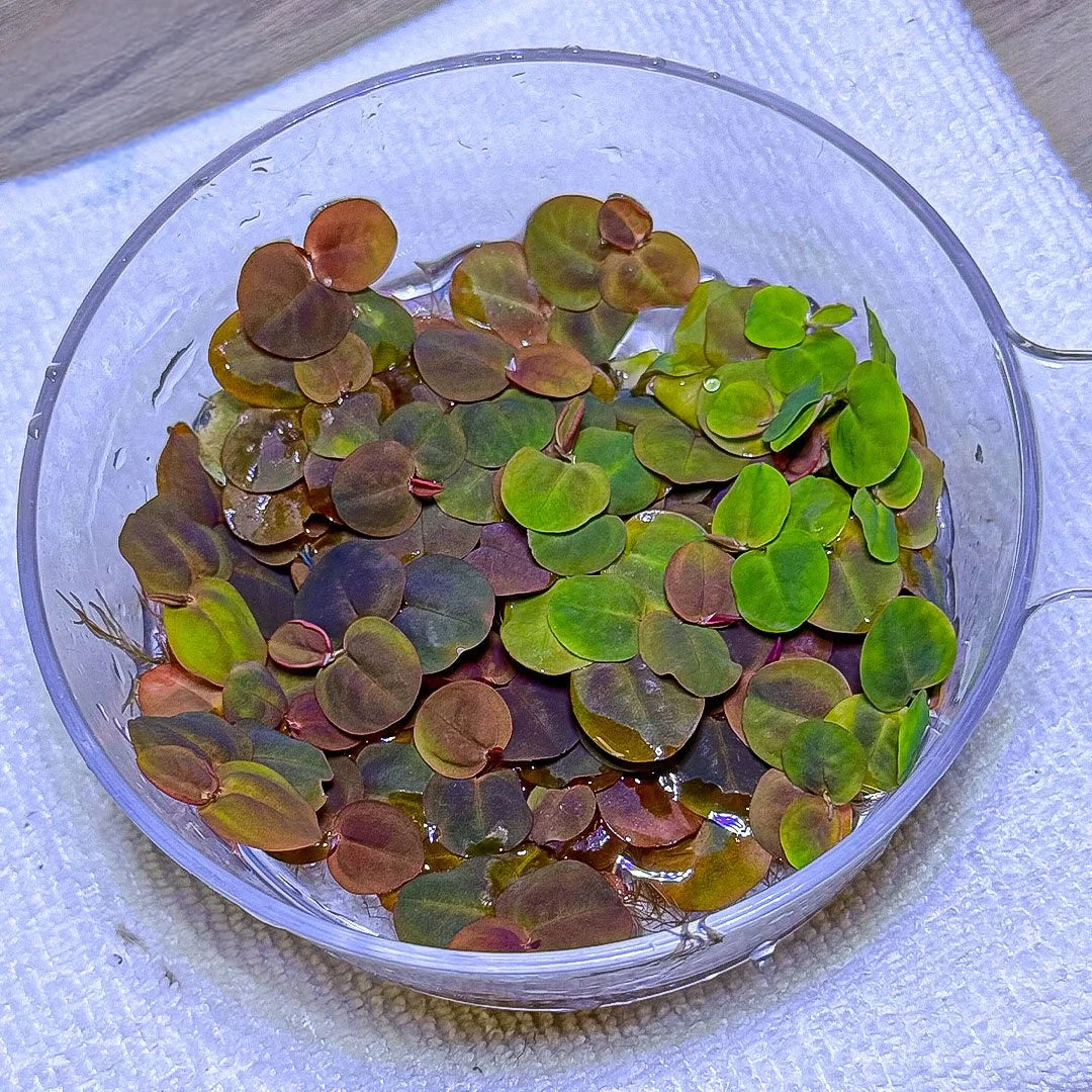 Red Root Floaters (phyllanthus fluitans)