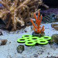 Sand GlowRack - UV Frag Propagation Rack