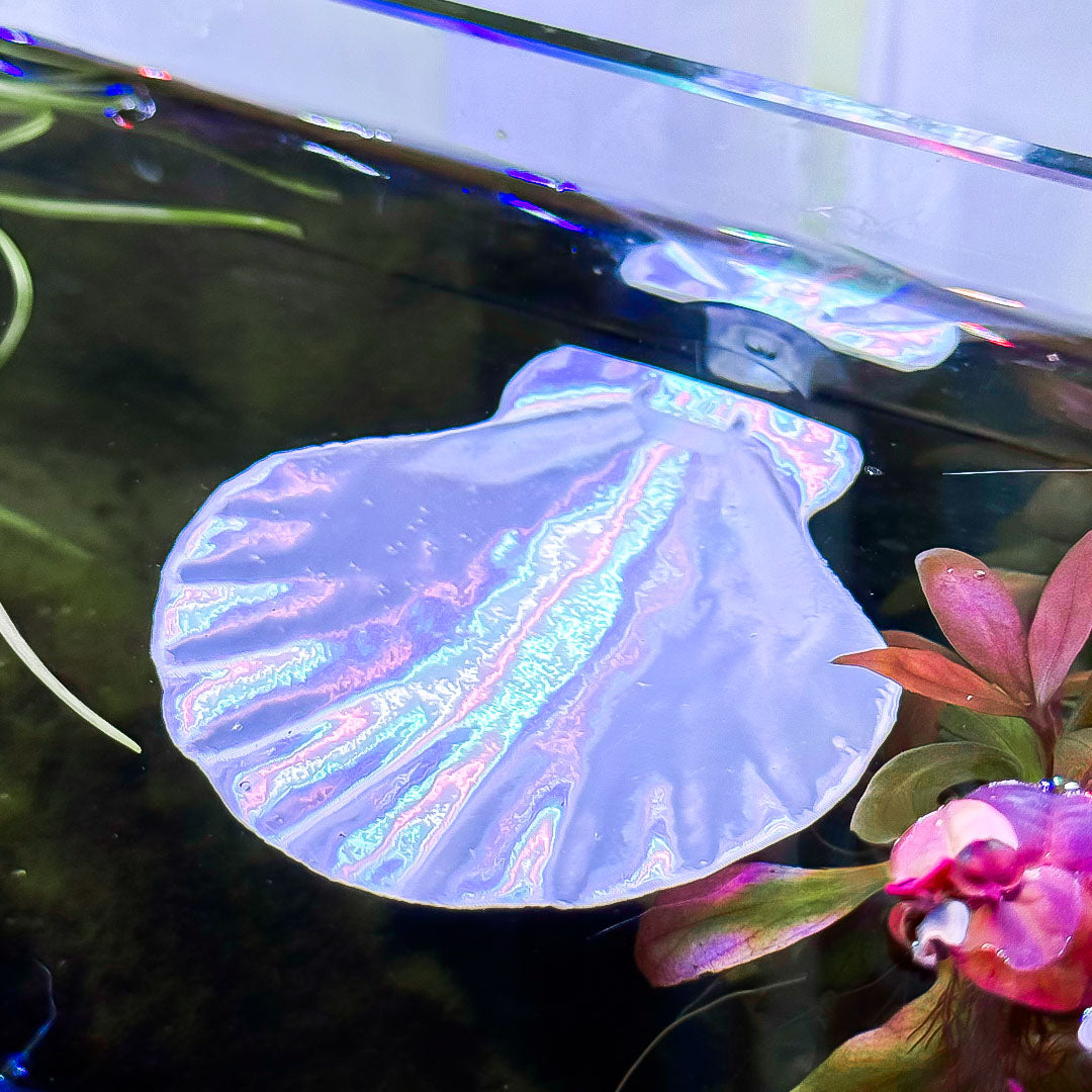 Seashell Perch / Hammock for Bettas Blennys