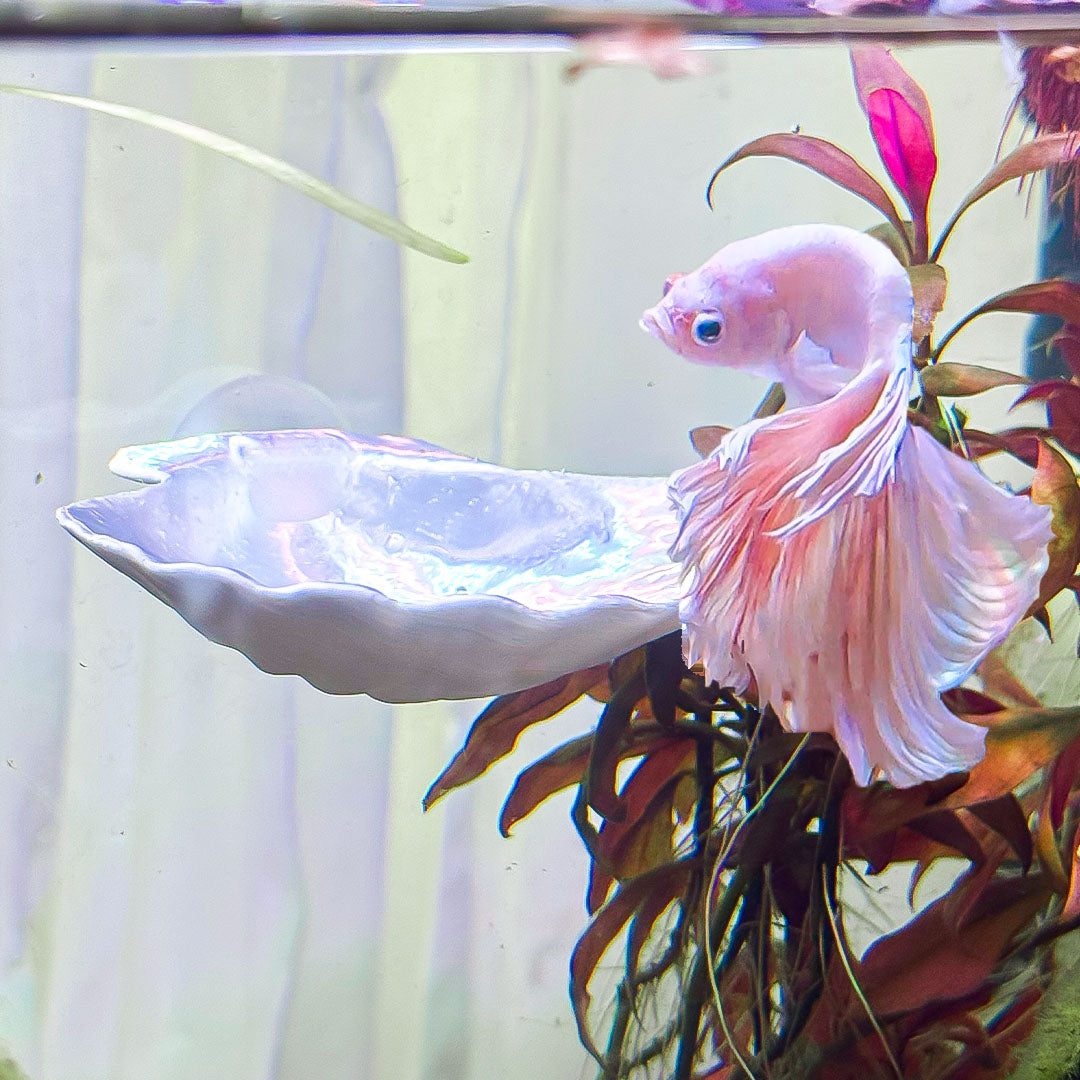 Seashell Perch / Hammock for Bettas Blennys