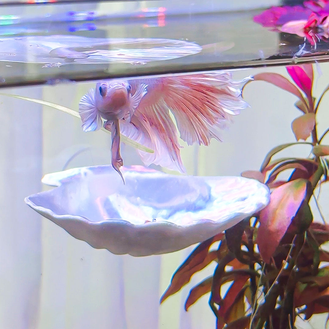 Seashell Perch / Hammock for Bettas Blennys