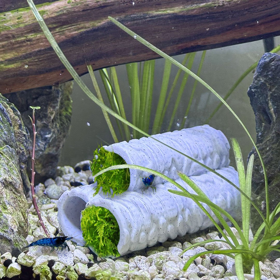 Natural Shrimp Tube Hides