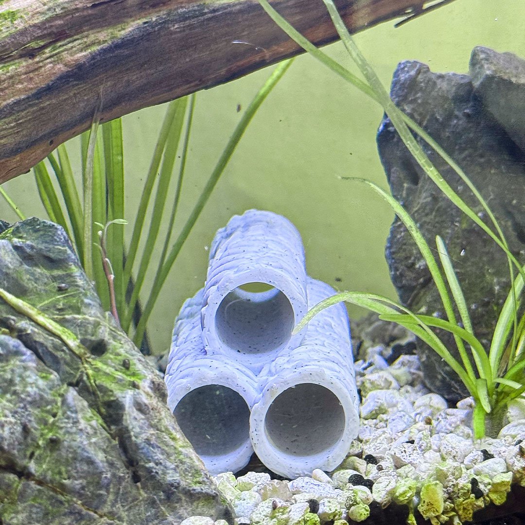 Natural Shrimp Tube Hides