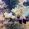 Magnetic Single Frag UV GlowRack (3 pk)