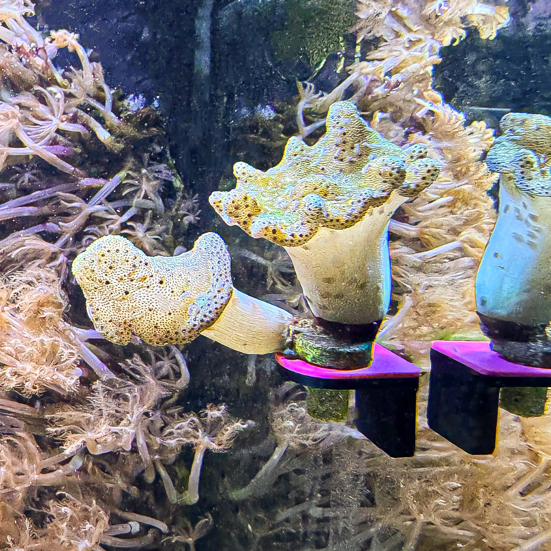 Magnetic Single Frag UV GlowRack (3 pk)