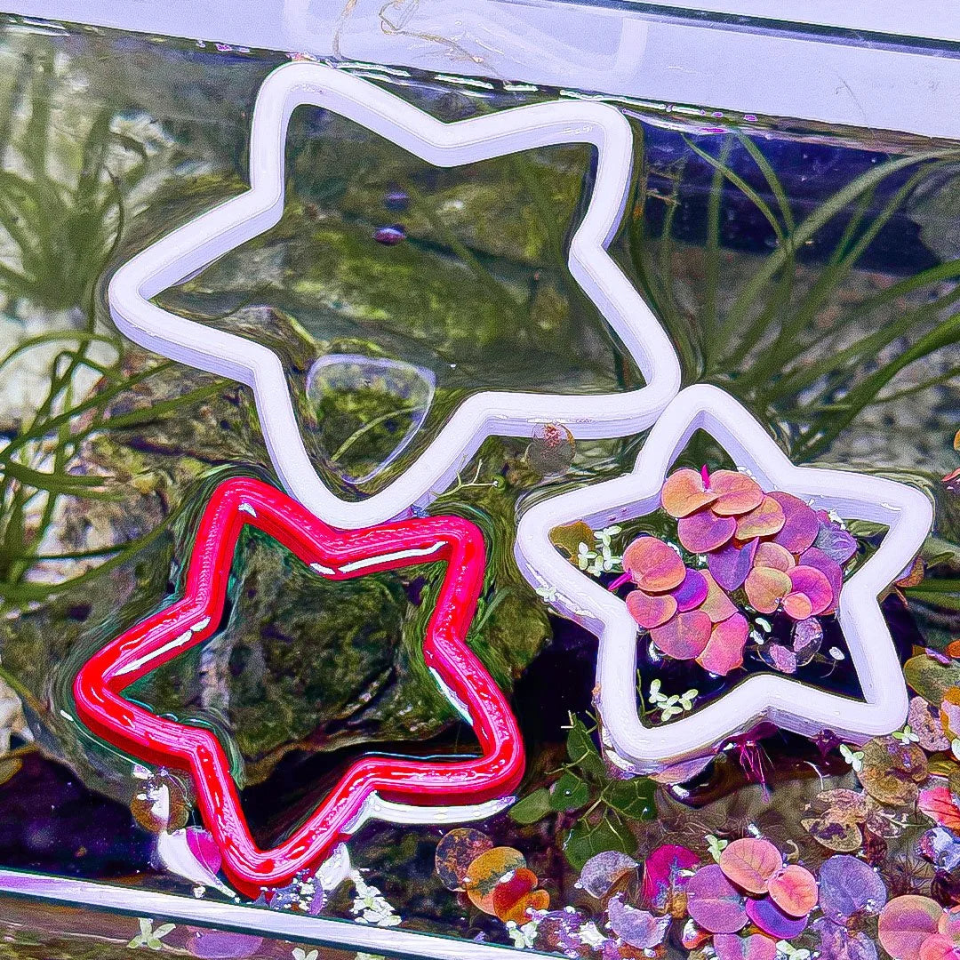 Star Fish Feeding Portal