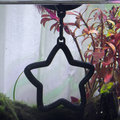 Floating Star Betta Swim Ring
