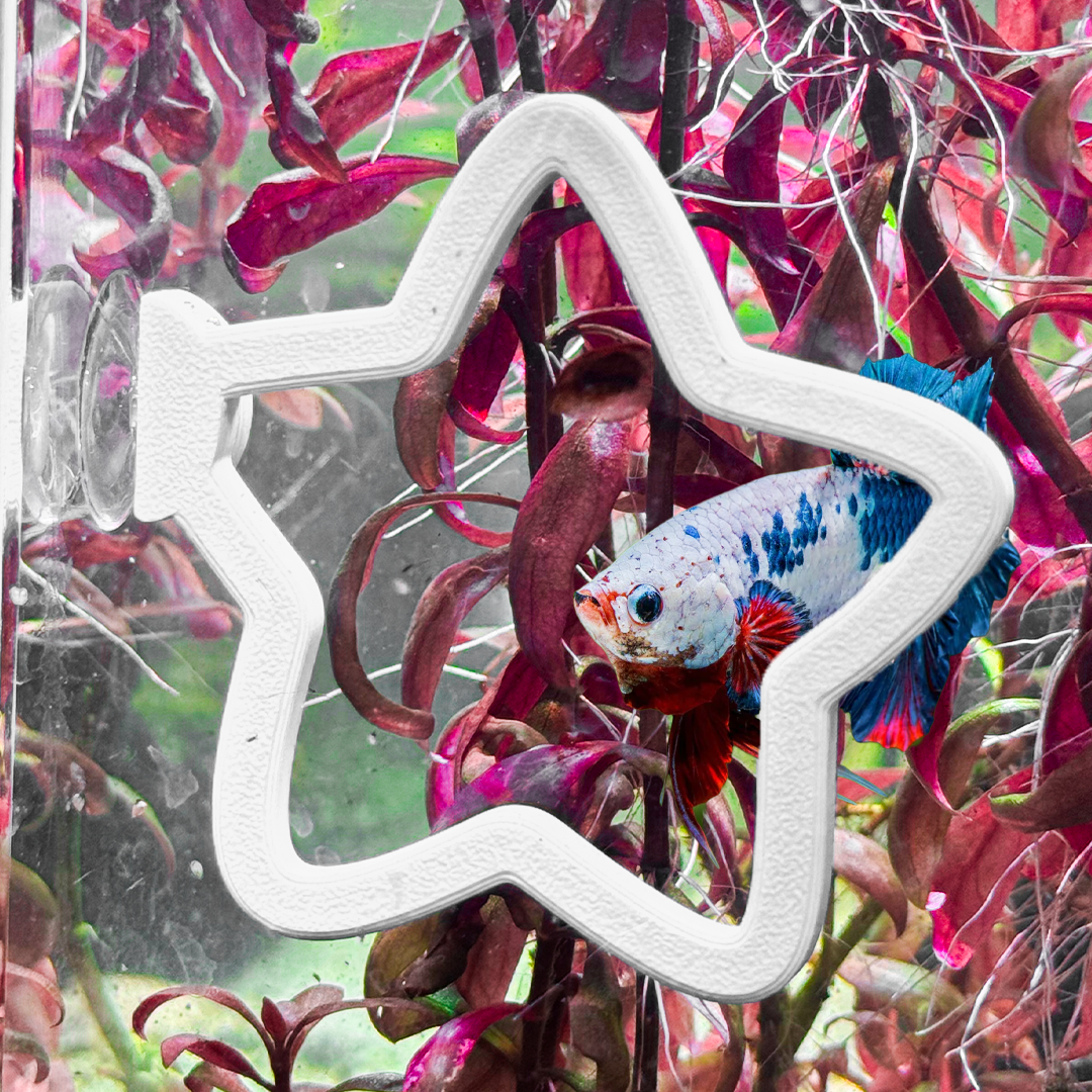 Star Betta Swim Ring
