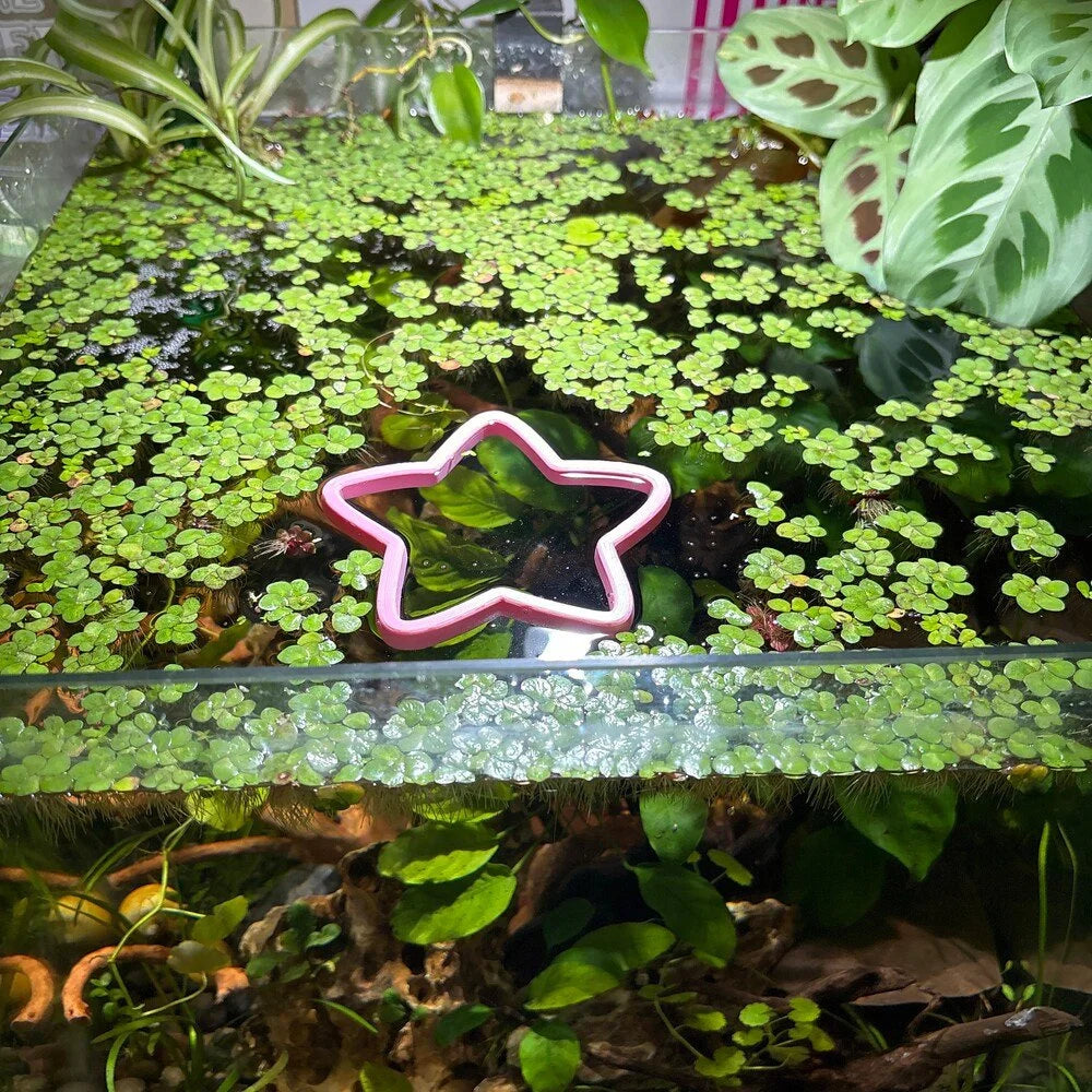 Star Fish Feeding Portal