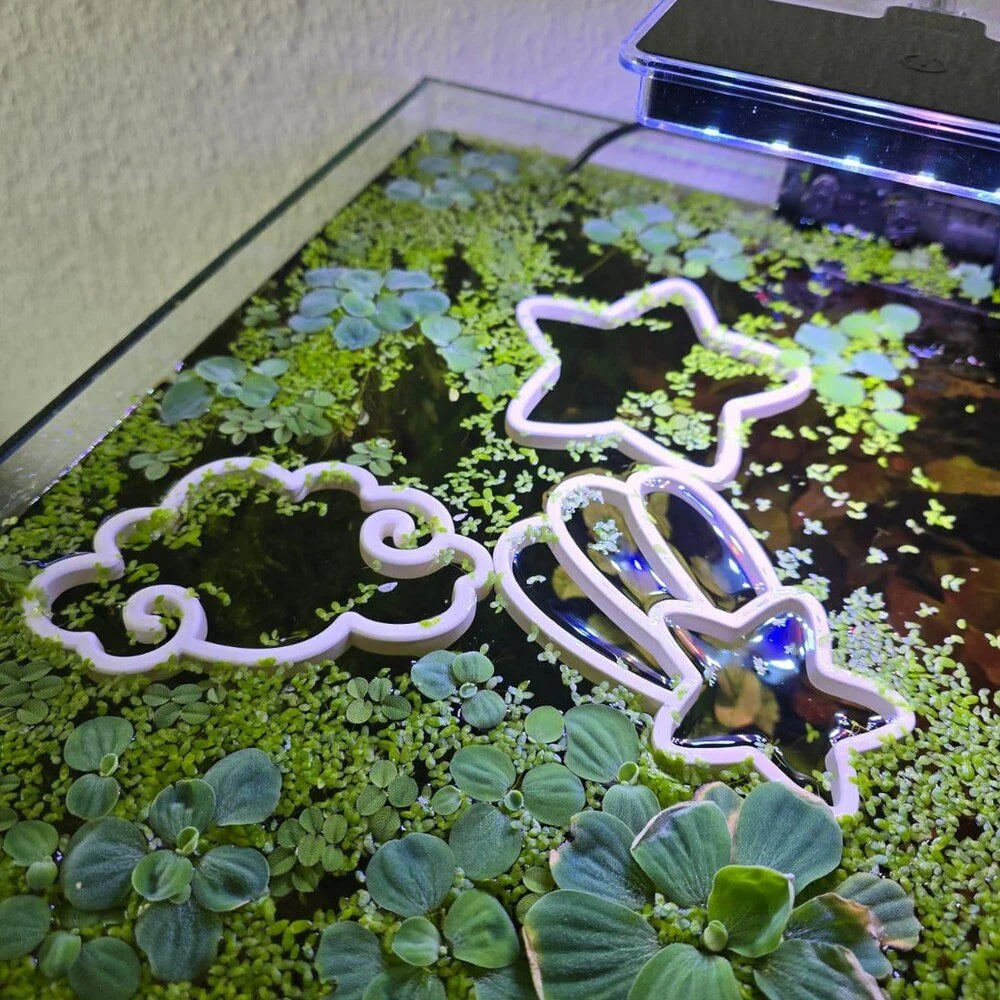 Shooting Star Fish Feeding Portal
