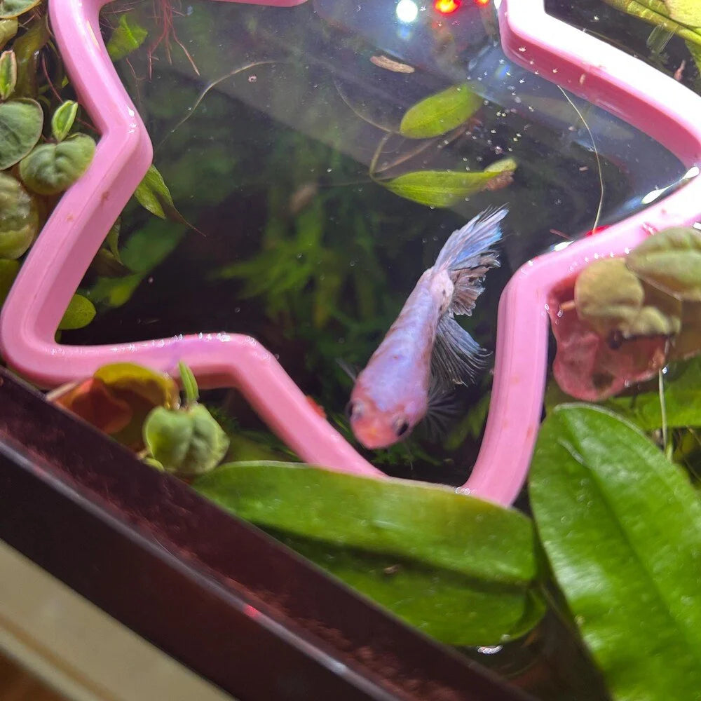 Star Fish Feeding Portal