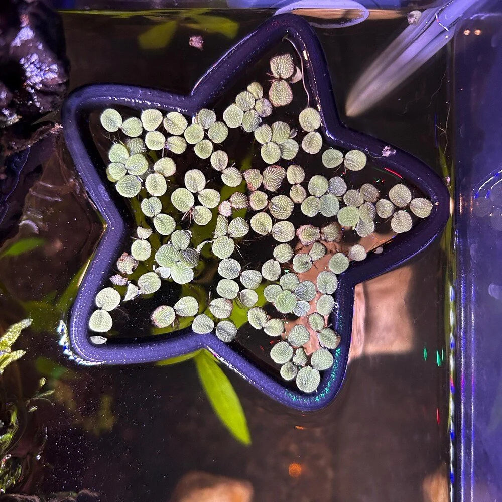 Star Fish Feeding Portal