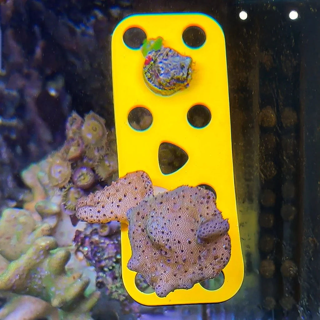 Magnetic GlowRack - UV Propagation Rack